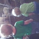 Daycare kids visiting lambs at a monestary