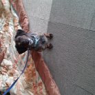 Barkley after his haircut