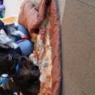 Dogs before there haircuts