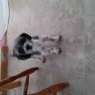 Oreo after his haircut