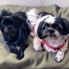 Poncho and Diego - our two spoiled dogs.