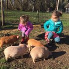 Visiting a friends farm and loving on the baby pigs